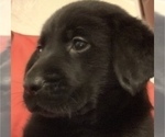 Small Photo #8 Labrador Retriever Puppy For Sale in SPOTSYLVANIA, VA, USA