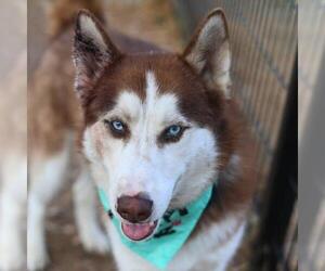 Siberian Husky-Unknown Mix Dogs for adoption in San Antonio, TX, USA