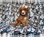 Small #5 Cockapoo (Miniature)