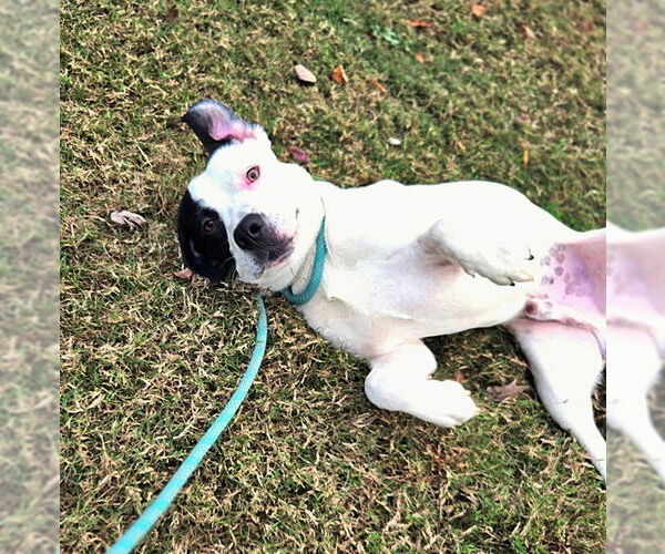 Medium Photo #8 Mutt Puppy For Sale in Crandall, GA, USA