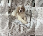 Small Photo #8 Poodle (Standard) Puppy For Sale in DUNN, NC, USA