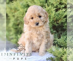 Goldendoodle (Miniature) Puppy for sale in KINZERS, PA, USA