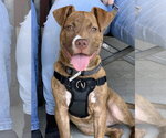 Small Photo #12 American Staffordshire Terrier-Unknown Mix Puppy For Sale in Spotsylvania, VA, USA