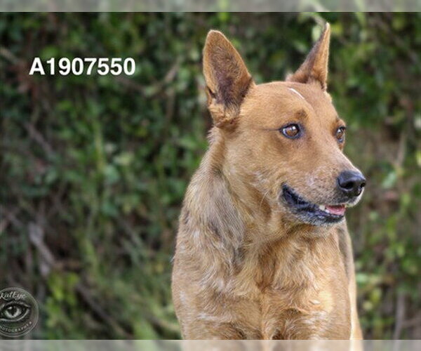 Medium Photo #2 Mutt Puppy For Sale in Riverside, CA, USA