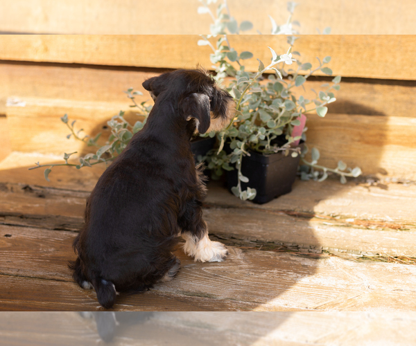 Medium Photo #5 Schnauzer (Miniature) Puppy For Sale in NAPPANEE, IN, USA