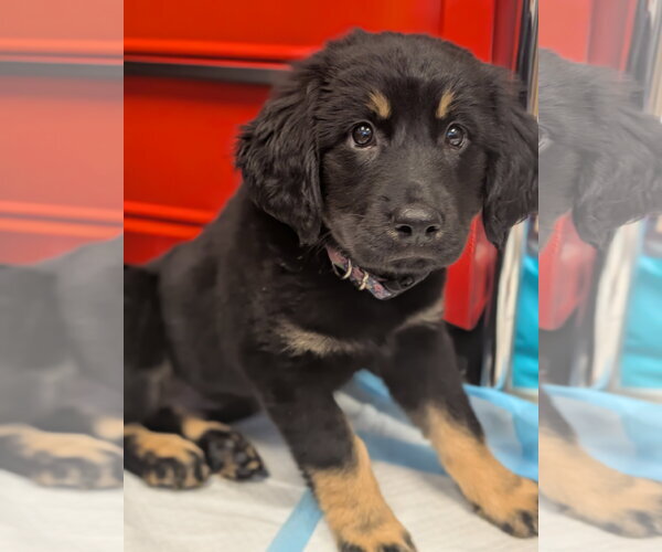 Medium Photo #1 Labrador Retriever-Unknown Mix Puppy For Sale in Holly Springs, NC, USA