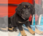 Small Labrador Retriever Mix