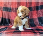 Small #8 Poodle (Miniature)
