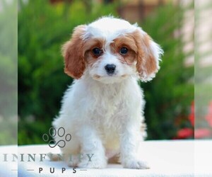 Cavapoo (Miniature) Puppy for sale in LITITZ, PA, USA