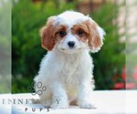 Image preview for Ad Listing. Nickname: Hudson