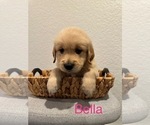 Puppy Bella Golden Retriever