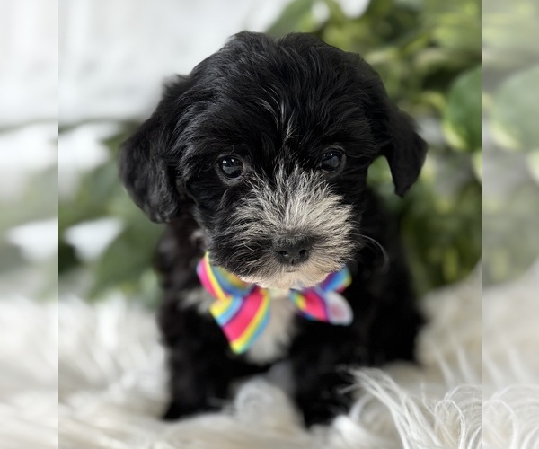 Medium Photo #7 Morkie Puppy For Sale in ROCK STREAM, NY, USA