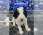 Puppy Rocky blue Bernedoodle