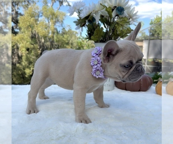 Medium Photo #8 French Bulldog Puppy For Sale in LAKE CITY, FL, USA