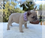 Small #7 French Bulldog