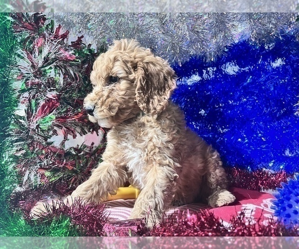 Medium Photo #4 Poodle (Miniature) Puppy For Sale in DURHAM, CT, USA
