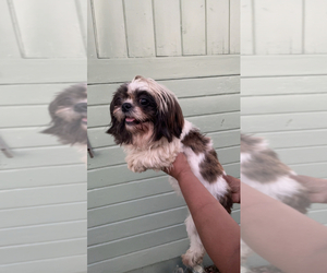 Shih Tzu Puppy for sale in EXETER, CA, USA