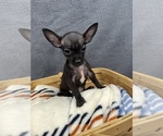 Small Photo #9 Chihuahua Puppy For Sale in SAINT AUGUSTINE, FL, USA