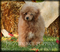 Small Photo #64 Poodle (Miniature) Puppy For Sale in COPPOCK, IA, USA