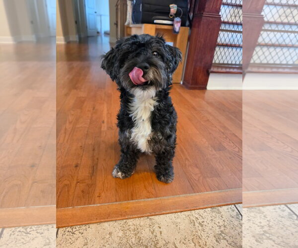 Medium Photo #4 Maltese-Unknown Mix Puppy For Sale in Valrico, FL, USA