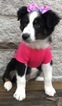 Small Photo #1 Australian Shepherd Puppy For Sale in ARBA, IN, USA