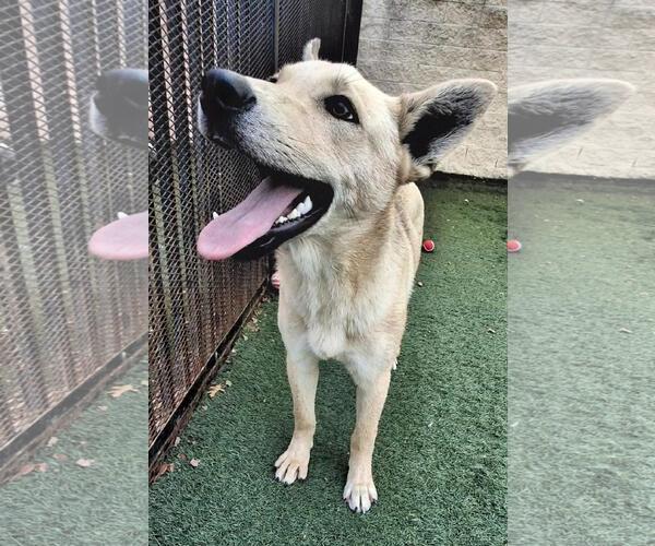 Medium Photo #2 Shiba Inu-Unknown Mix Puppy For Sale in Rockwall, TX, USA