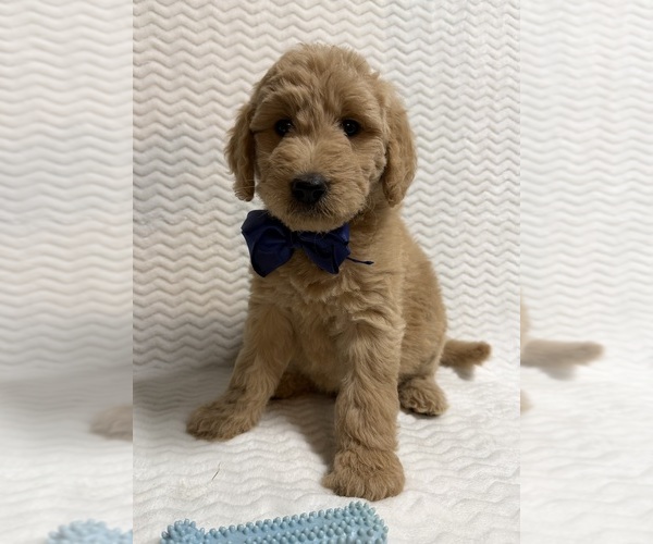 Medium Photo #1 Goldendoodle Puppy For Sale in OLPE, KS, USA