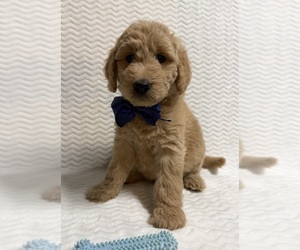Goldendoodle Puppy for sale in OLPE, KS, USA