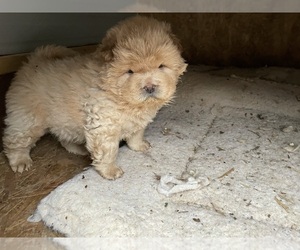 Chow Chow Puppy for sale in DRUMMONDS, TN, USA