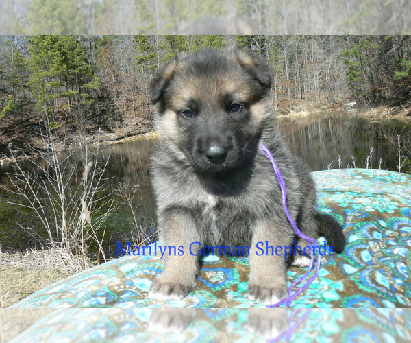 Medium Photo #6 German Shepherd Dog Puppy For Sale in PIEDMONT, MO, USA