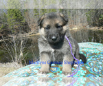 Small #5 German Shepherd Dog
