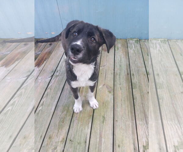 Medium Photo #5 Labrador Retriever-Unknown Mix Puppy For Sale in Murfreesboro, NC, USA