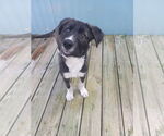 Small #4 Labrador Retriever Mix