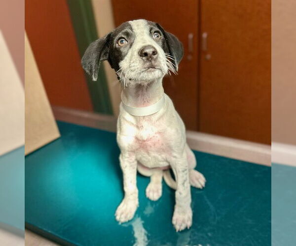 Medium Photo #1 Mutt Puppy For Sale in Rancho Cucamonga, CA, USA
