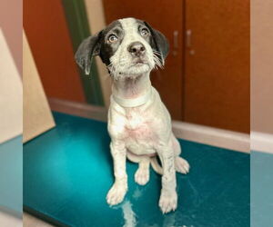Mutt Dogs for adoption in Rancho Cucamonga, CA, USA