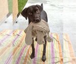 Small Photo #6 German Shorthaired Pointer Puppy For Sale in Corona, CA, USA