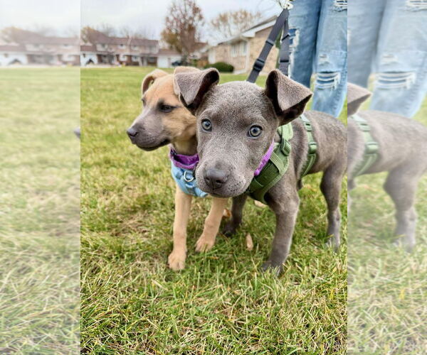 Medium Photo #5 Mutt Puppy For Sale in GILBERTS, IL, USA
