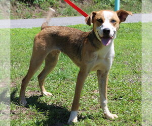 Reggie 43547 - Male Mutt Dog for Adoption - Photo #2