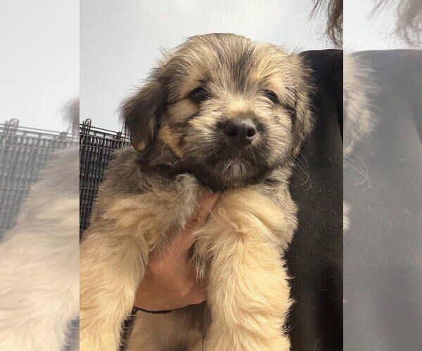 Medium Photo #1 Mutt Puppy For Sale in Gilberts, IL, USA