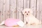 Small Photo #1 Poovanese Puppy For Sale in MOUNT VERNON, OH, USA