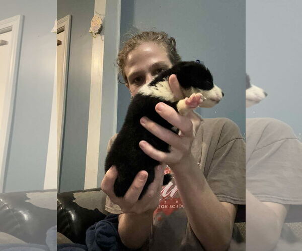 Medium Photo #8 Mutt Puppy For Sale in Wakefield, RI, USA