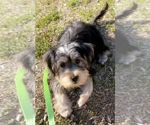 Poodle (Standard)-Yorkshire Terrier Mix Puppy for sale in RALEIGH, NC, USA