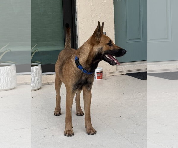 Medium Photo #4 German Shepherd Dog Puppy For Sale in Lighthouse Point, FL, USA