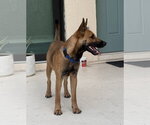 Small #3 German Shepherd Dog