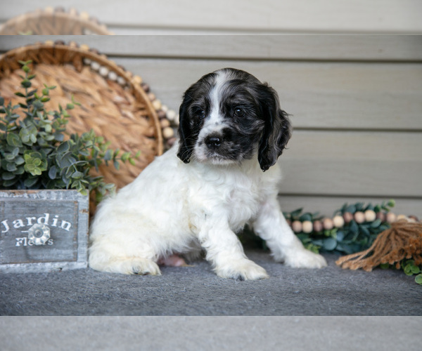 Medium Photo #3 Cocker Spaniel Puppy For Sale in SEAMAN, OH, USA