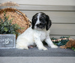 Small #2 Cocker Spaniel