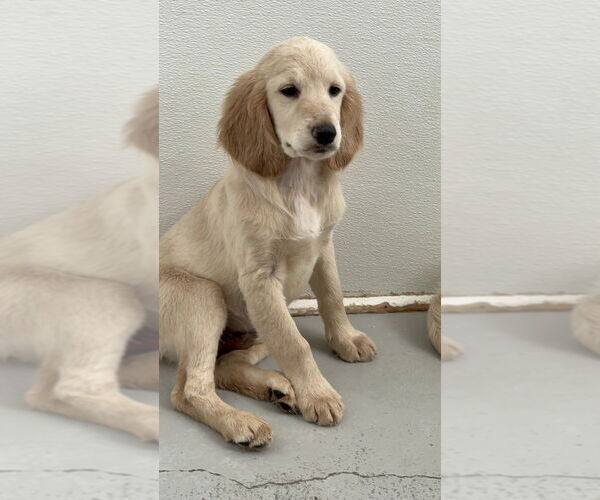 Medium Photo #3 Colonial Cocker Spaniel-Golden Retriever Mix Puppy For Sale in Studio City, CA, USA