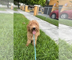 Goldendoodle Puppy for sale in MIAMI, FL, USA