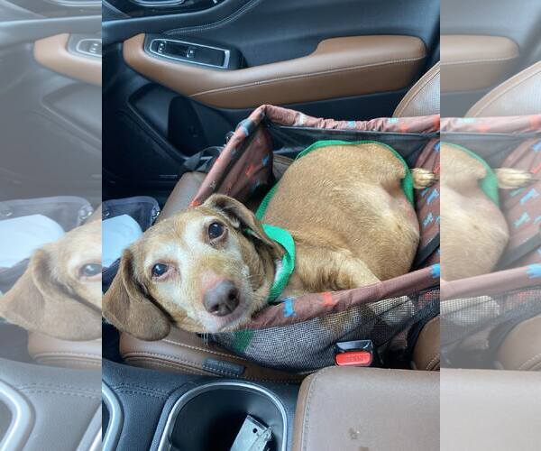 Medium Photo #6 Dachshund Puppy For Sale in Fruitland, SC, USA