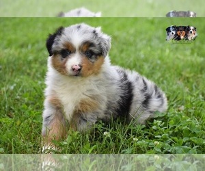 Australian Shepherd Puppy for sale in EASTON, MO, USA